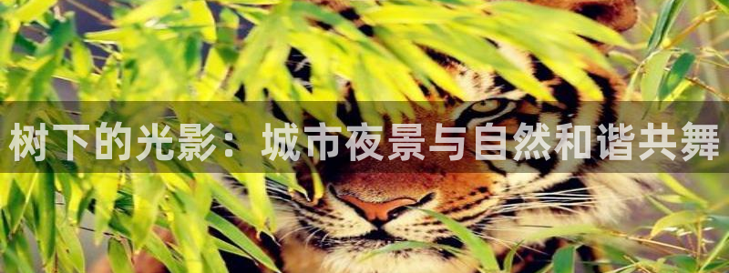 新宝gg官方注册找上级