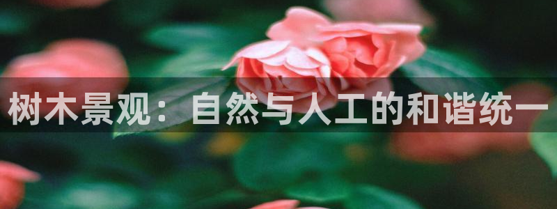 太阳gg和新宝gg