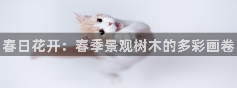 新宝gg代理