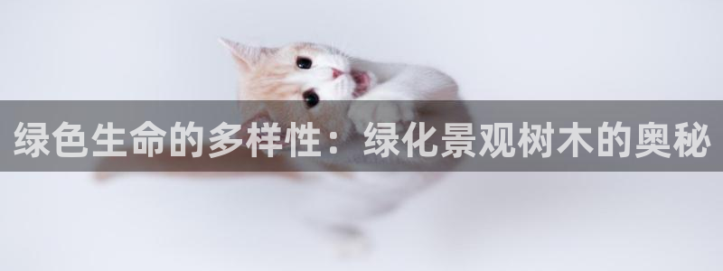 新宝gg运营88383