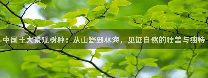 新宝gg平台