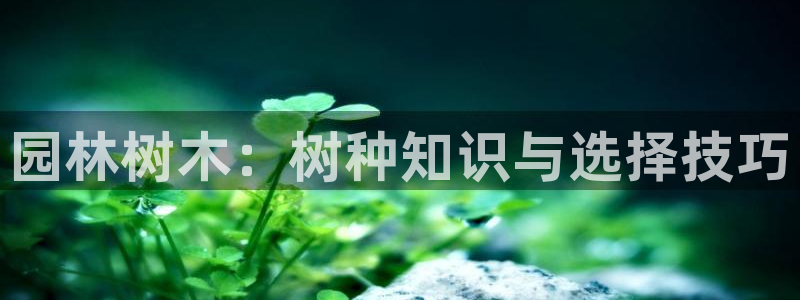 新宝gg画