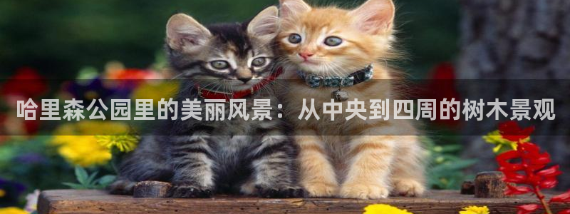 新宝gg游戏平台