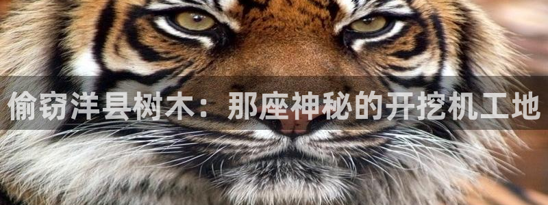 新宝gg登录：偷窃洋县树木：那座神秘的开挖机工地
