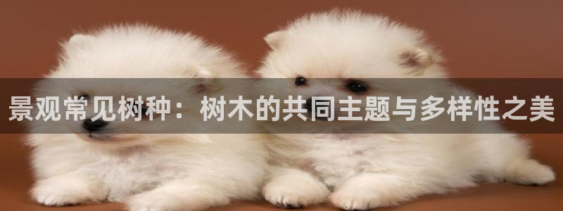 新宝gg有规律么