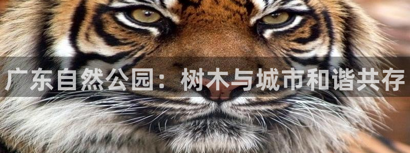 新宝gg一创造奇迹