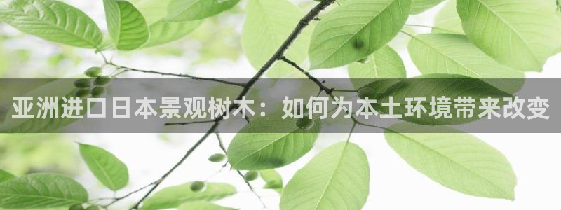 新宝gg工资