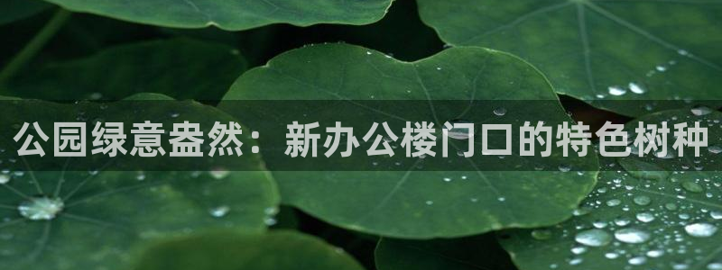 怎么代理新宝gg