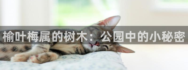 新宝gg体彩