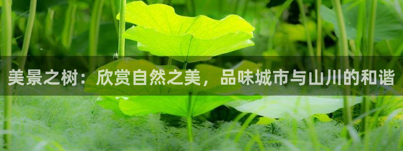 新宝gg网赚