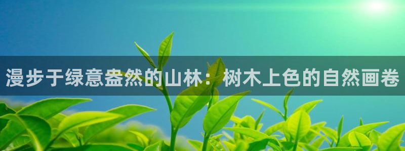 新宝GG创业奇迹：漫步于绿意盎然的山林：树木上色的自然画卷