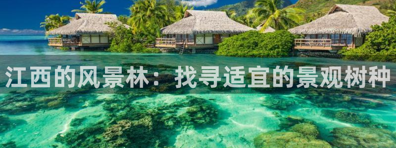 新宝gg代理登录