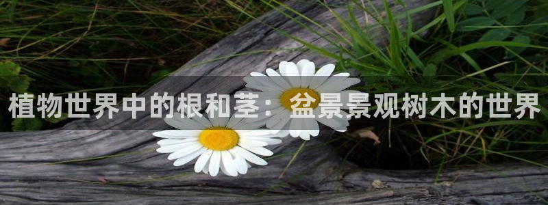 新宝GG无法充值