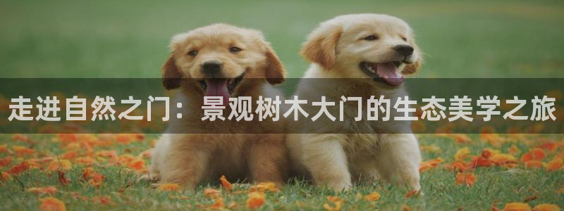 新宝gg公司