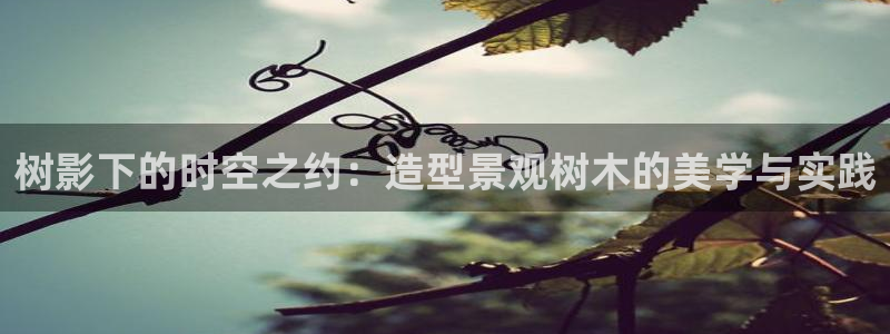 新宝gg娱乐平台