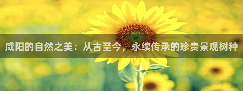 新宝gg平台开发